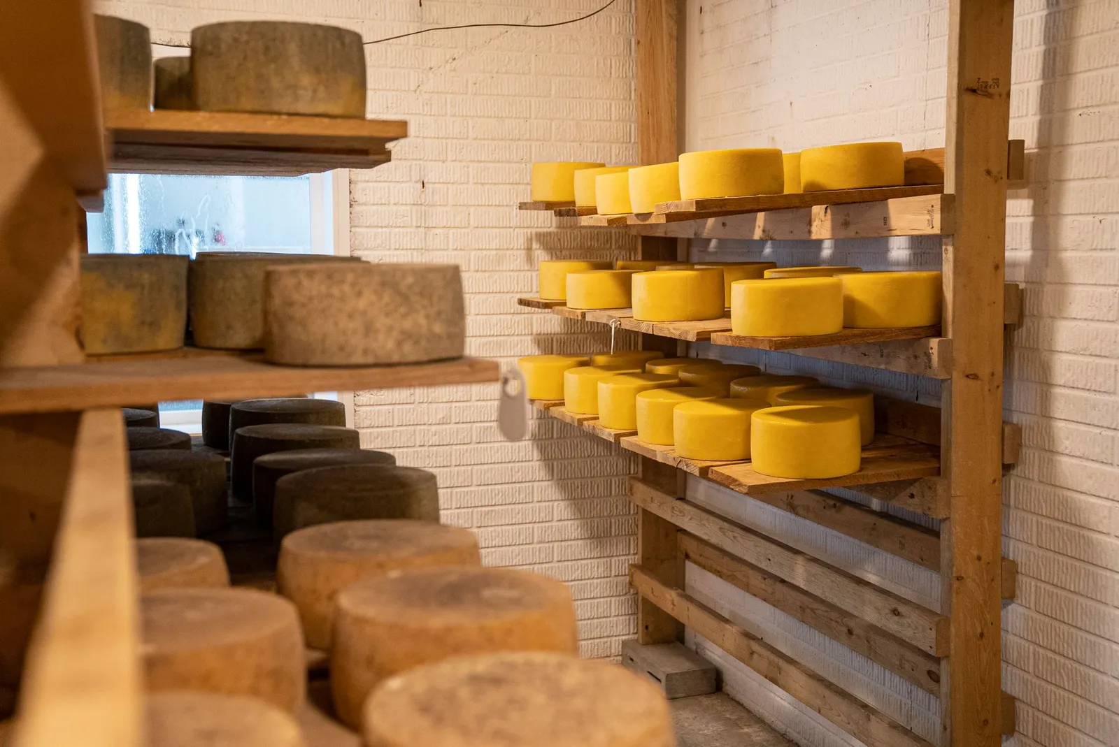 Forme di formaggio stagionato