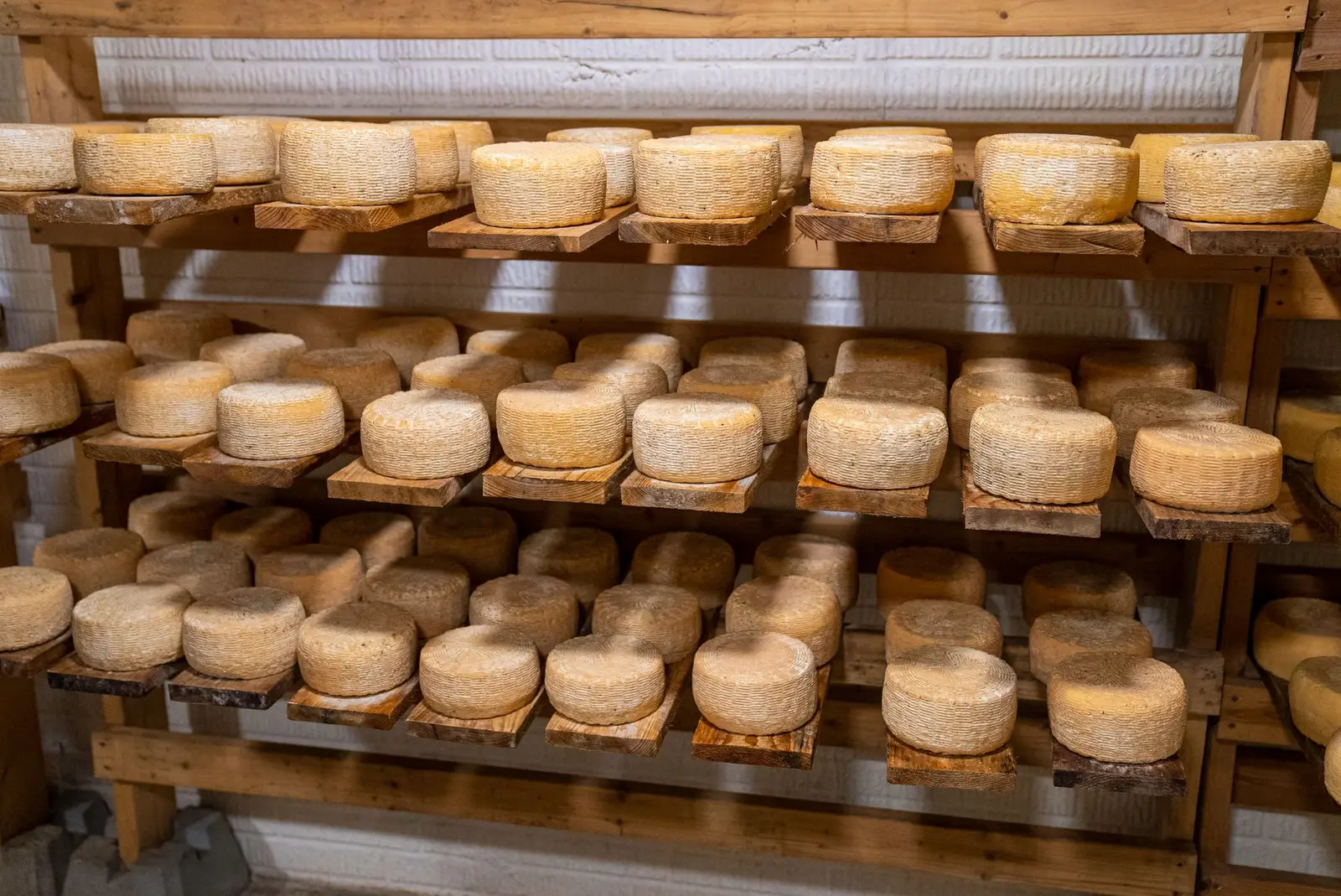 Forme di formaggio a stagionare su scaffali in legno