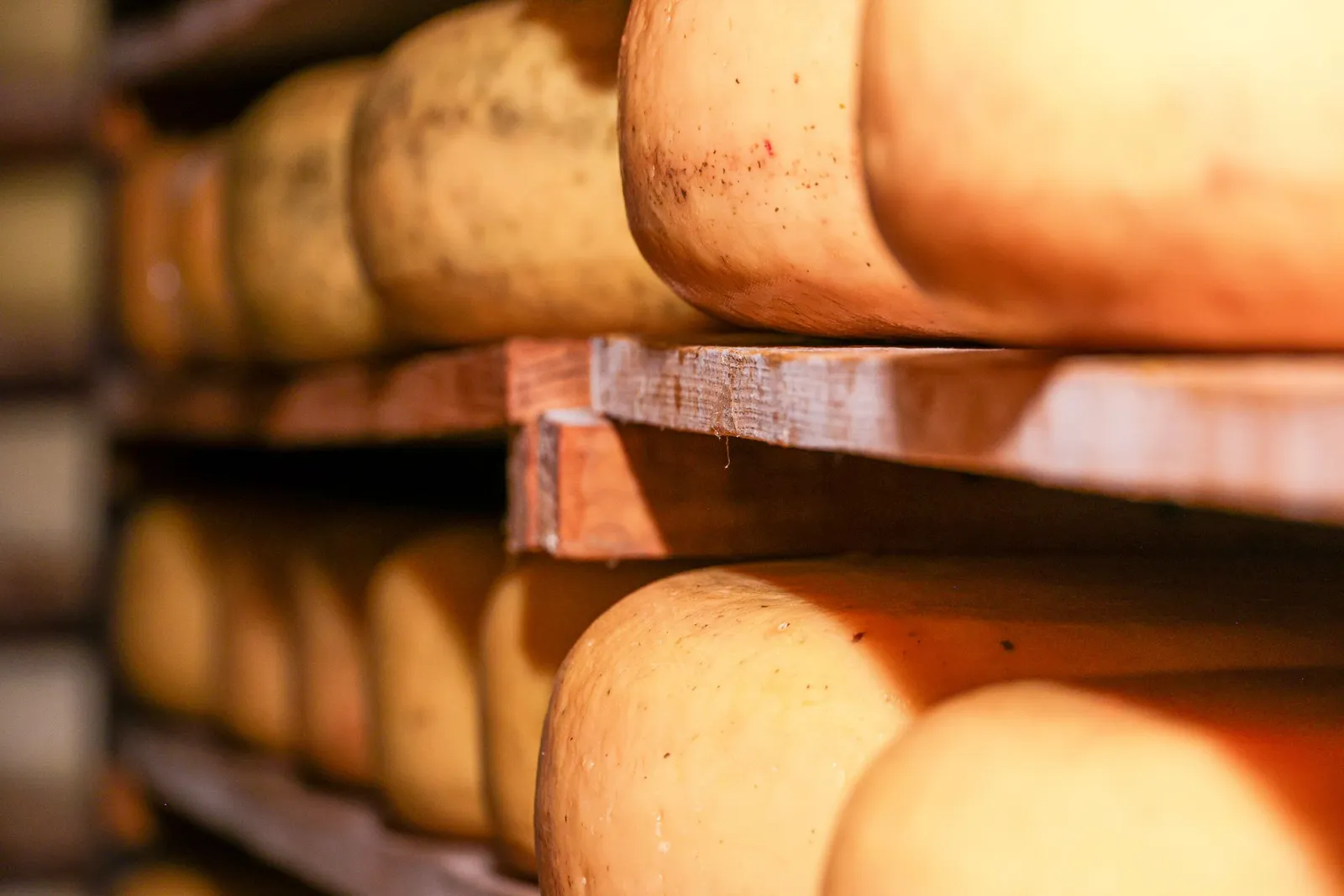 Formaggi d'alpe